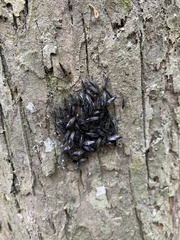 Cerastipsocus venosus