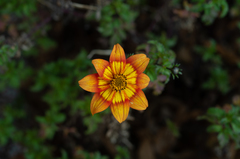 Asteroideae
