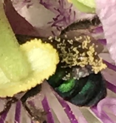 Pseudaugochlora graminea