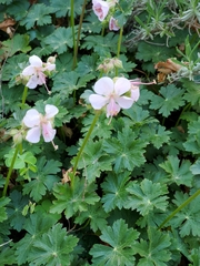 Geranium × cantabrigiense