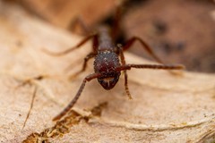 Neivamyrmex nigrescens