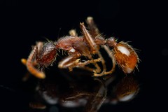 Neivamyrmex nigrescens