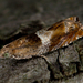 Nut Bud Moth - Photo (c) Nikolai Vladimirov, some rights reserved (CC BY-NC), uploaded by Nikolai Vladimirov