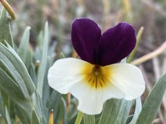 Viola hallii