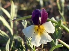 Viola hallii