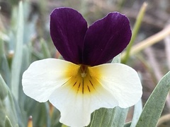 Viola hallii