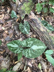 Dioscorea dodecaneura