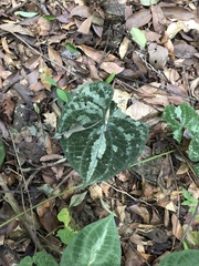 Dioscorea dodecaneura