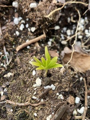 Eranthis
