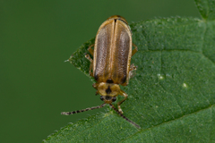Galerucella lineola