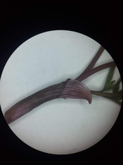 Lomatium bicolor leptocarpum