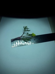 Lomatium bicolor leptocarpum