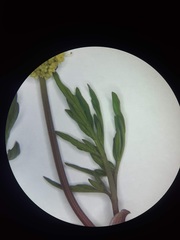 Lomatium bicolor leptocarpum