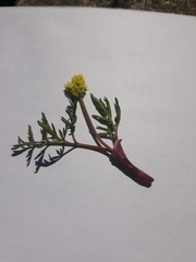 Lomatium bicolor leptocarpum