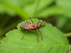 Rhynocoris erythropus