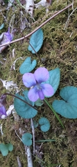 Viola hirsutula