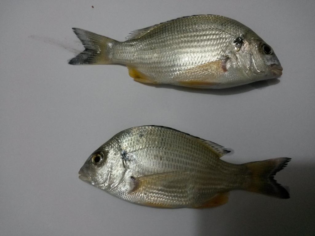 Spotted Yellowfin Seabream