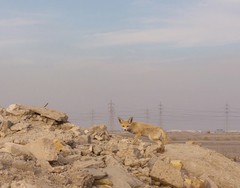 Vulpes vulpes arabica