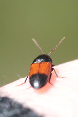 Ampedus balteatus