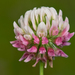 Trifolium hybridum - Photo (c) Nikolai Vladimirov, algunos derechos reservados (CC BY-NC)