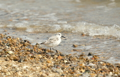 Calidris alba