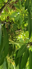 Magnoliopsida