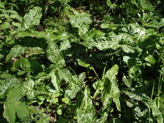 Arum italicum italicum