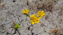 Deinandra fasciculata