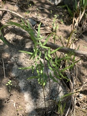 Pellaea atropurpurea