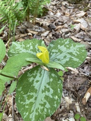 Trillium luteum