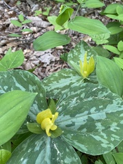 Trillium luteum