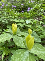 Trillium luteum