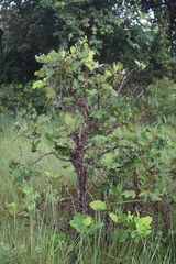 Curatella americana