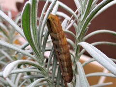 Phlogophora meticulosa