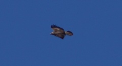 Buteo buteo