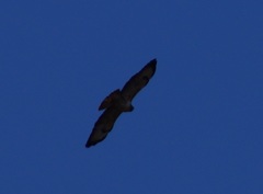 Buteo buteo