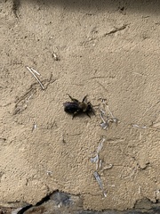 Andrena milwaukeensis