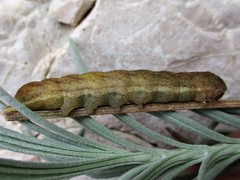 Phlogophora meticulosa