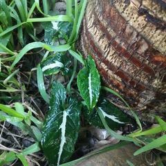 Syngonium wendlandii