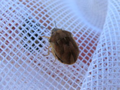 Homaemus aeneifrons