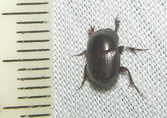 Onthophagini