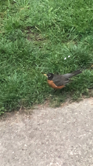 Turdus migratorius
