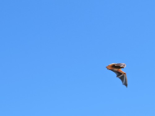 Western red bat (Lasiurus frantzii), a species recorded in California