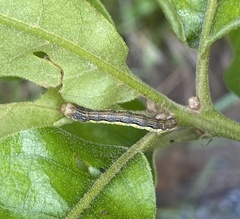 Erannis tiliaria
