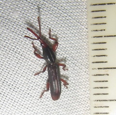 Brentinae