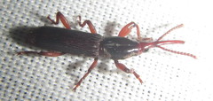 Brentinae