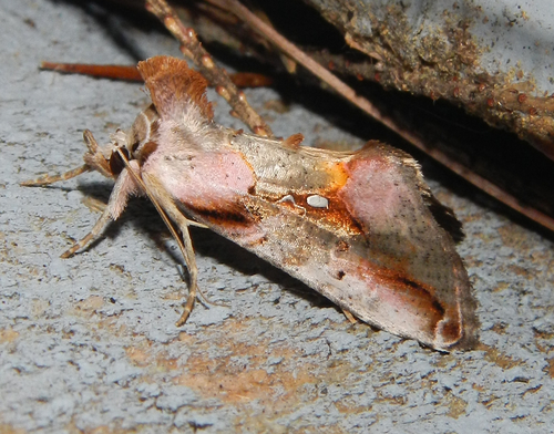 Pink-patched Looper Moth photo 2