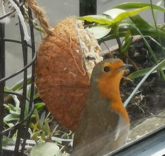 Erithacus rubecula