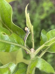 Erannis tiliaria