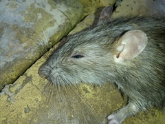 Rattus norvegicus